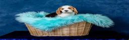 Beagle dogs for sale: CH Sired, Fully Health Tested, KC Reg, Beagle Pups - Advert 26