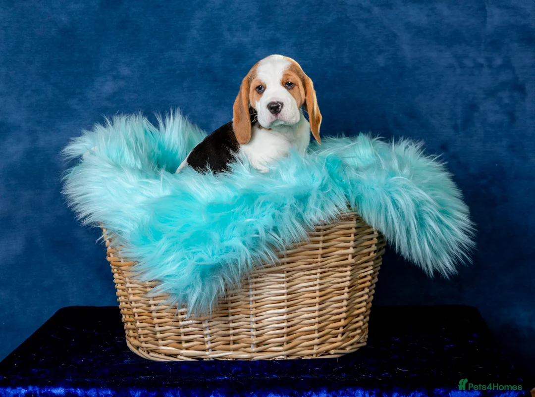 Beagle dogs for sale: CH Sired, Fully Health Tested, KC Reg, Beagle Pups - Advert 26
