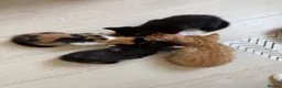 Mixed Breed cats for sale: 3 bsh cross kittens  - Advert 2