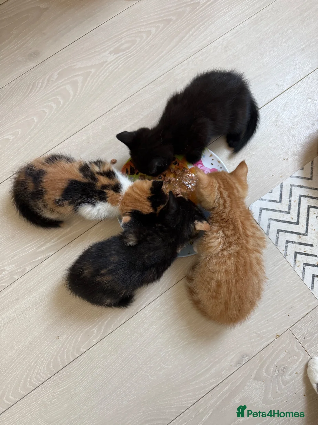 Mixed Breed cats for sale: 3 bsh cross kittens  - Advert 2