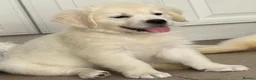 Golden Retriever dogs for sale: Lovely, confident playful puppies - Advert 23