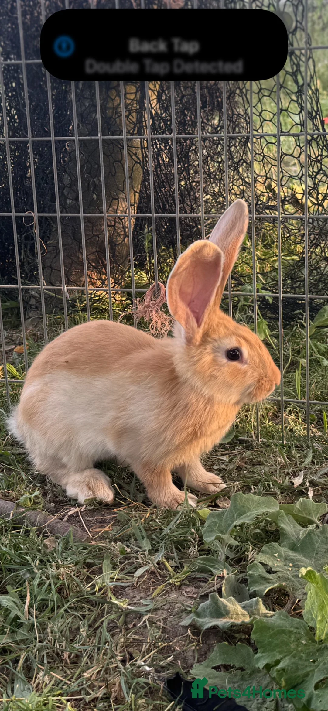 Continental Giant rabbits for sale: Continental Giant rabbits  - Advert 6