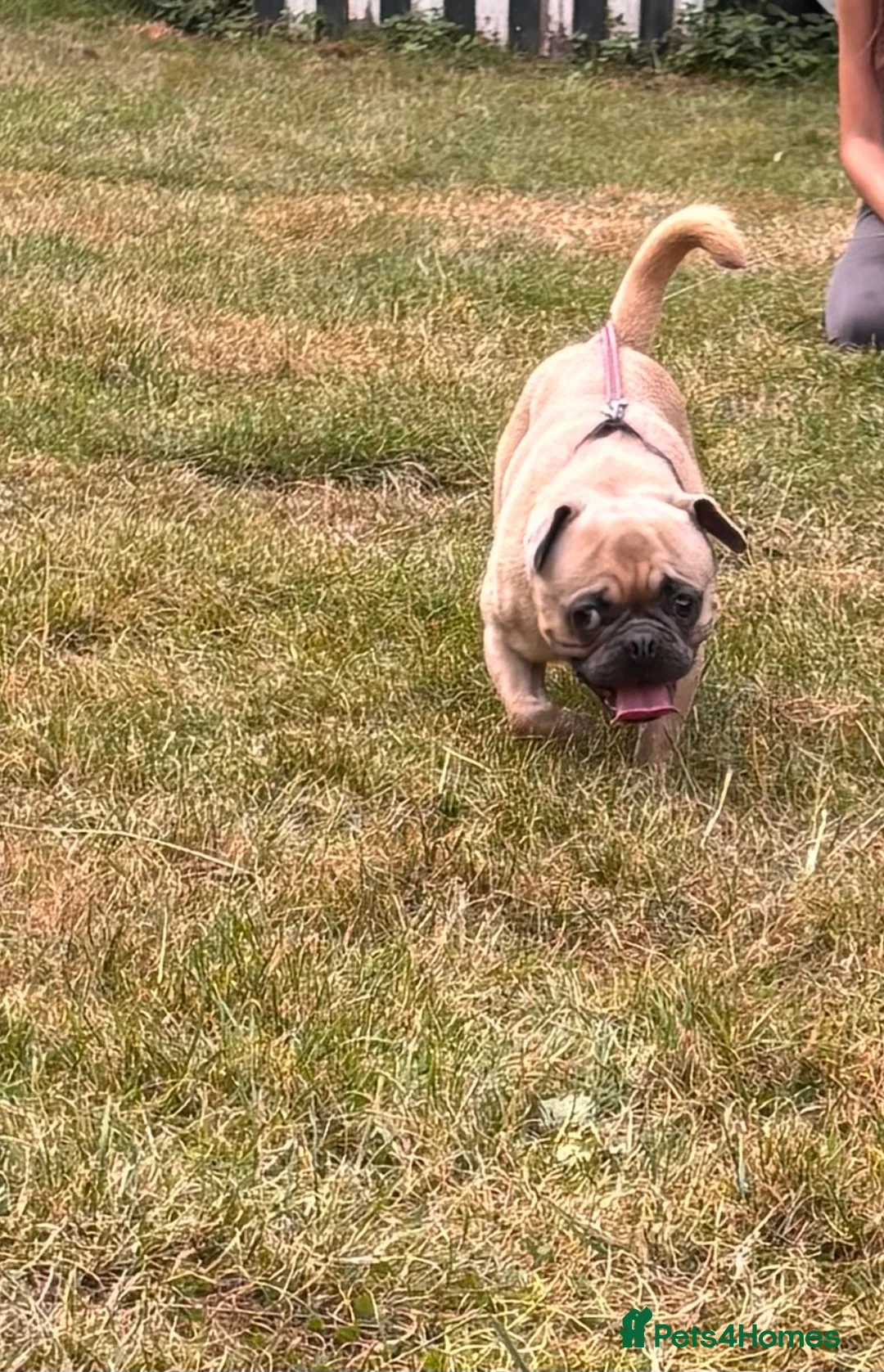 Mixed Breed dogs for sale: French bulldog x pug - Advert 9