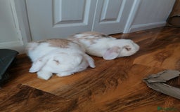 Mini Lop rabbits for sale: Very Friendly Mini Lops, perfect family pet - Image 5