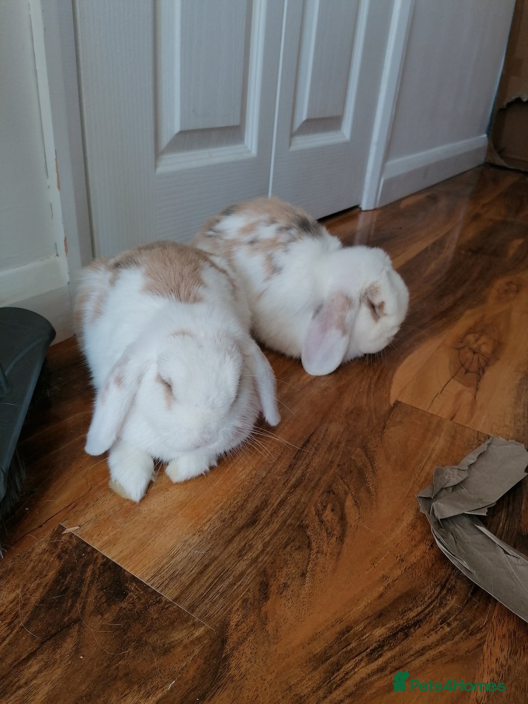 Mini Lop rabbits for sale: Very Friendly Mini Lops, perfect family pet - Image 5