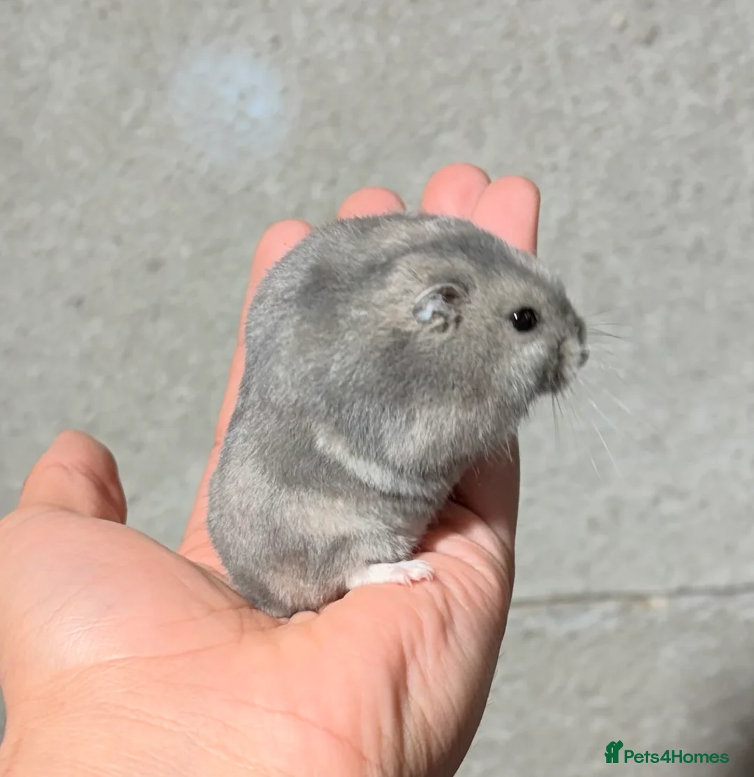 Hamster rodents for sale: STUNNING TAME PEDIGREE & PURE WINTER WHITE DWARFS - Advert 2