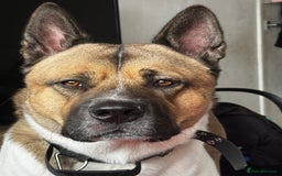Akita dogs for sale: Needs rehoming urgently - Image 2