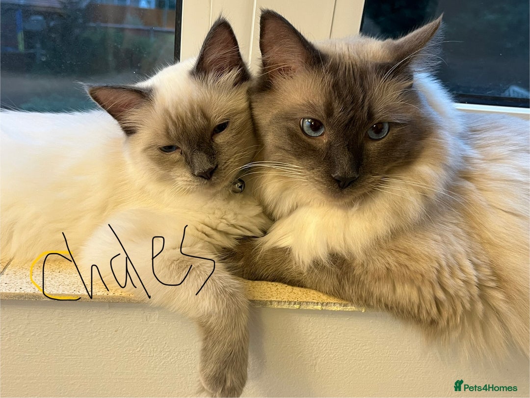 Ragdoll cats for sale: Pure blue point boy Ragdoll 7months sale london - Image 3