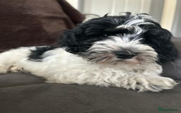 Havanese dogs for sale: Show quality litter of kc reg havanese puppies in Lincoln - Image 12
