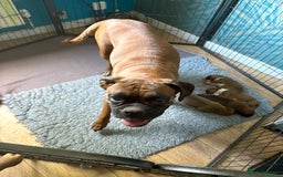 Boxer dogs for sale: 5 beautiful boxer puppies - Image 4