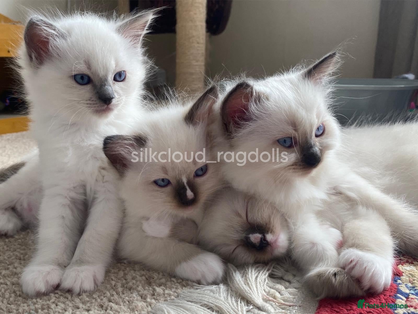 Ragdoll cats for sale: GCCF Best of Breed & Champion Bloodline Ragdolls🏆 - Advert 1
