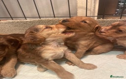 Cockapoo dogs for sale: Beautiful cockapoos - Image 9