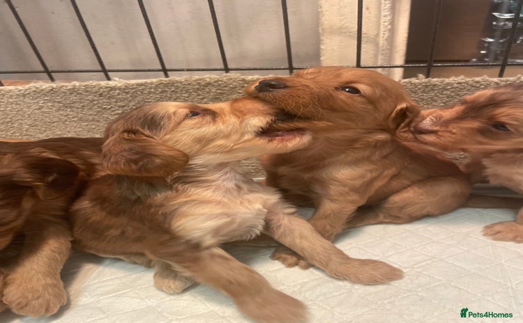 Cockapoo dogs - Advert 10