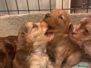 Cockapoo dogs - Advert 27