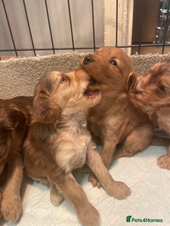 Cockapoo dogs - Advert 10