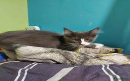 Maine Coon cats for sale: Two beautifull Maine conn boys - Image 2