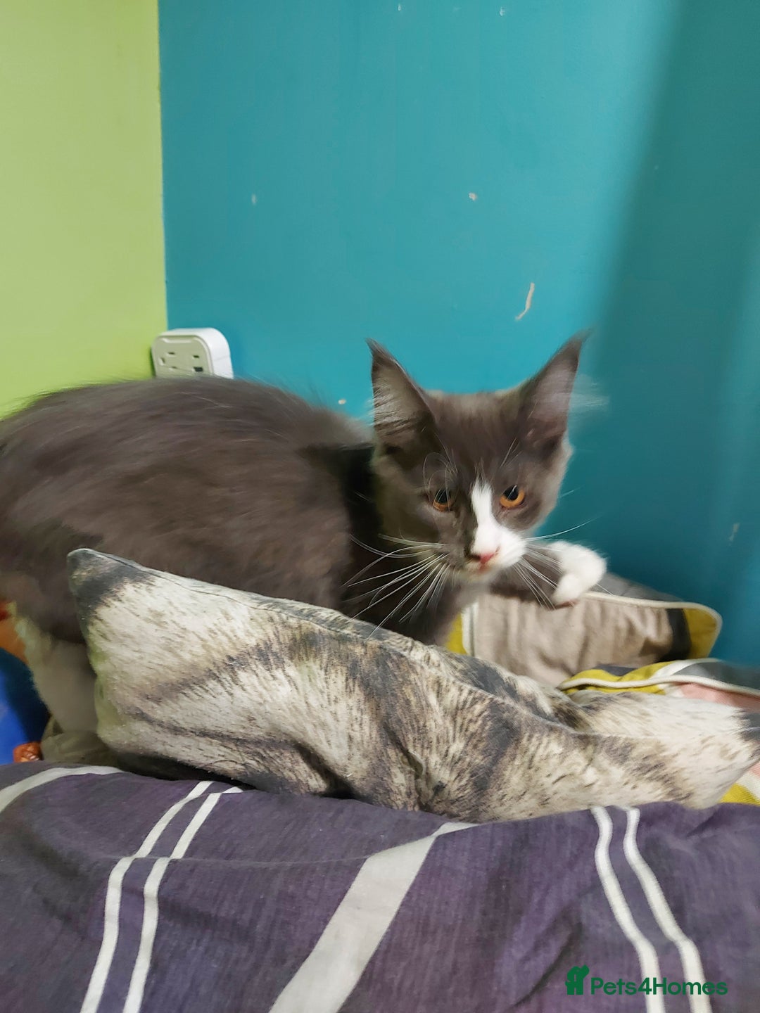 Maine Coon cats for sale: Two beautifull Maine conn boys - Image 2