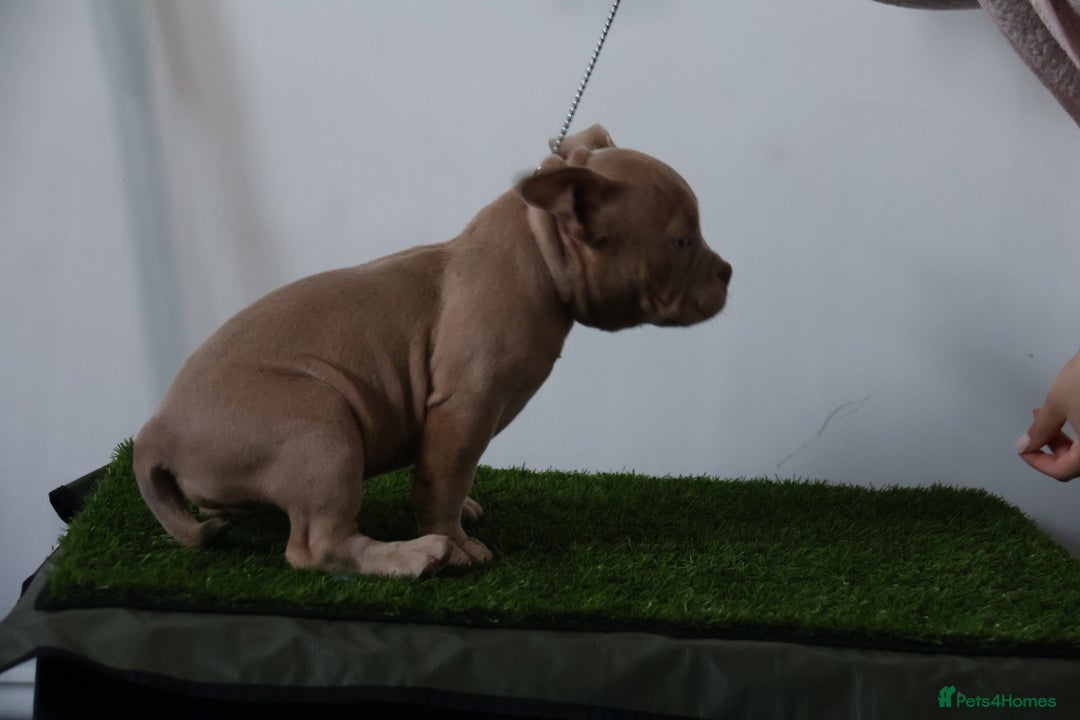 American Bully dogs for sale: Micro American bully puppies  - Advert 4
