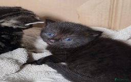 British Longhair cats for sale: Kittens for sale! - Image 5