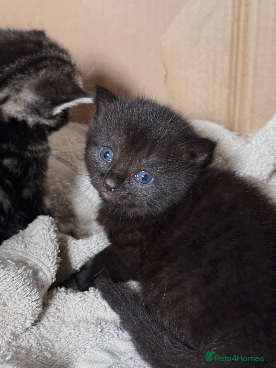 British Longhair cats for sale: Kittens for sale! - Image 5