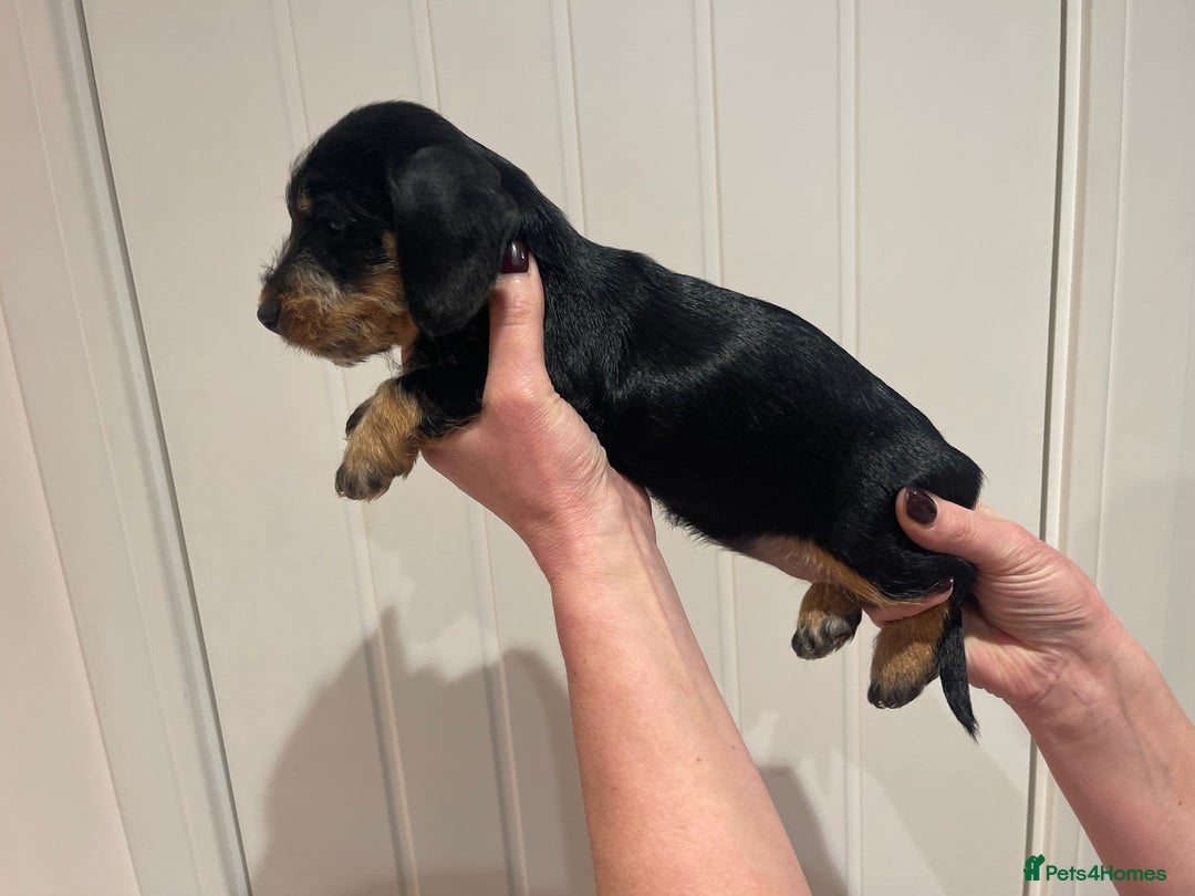 Dachshund dogs for sale:  Miniature Wirehaired Dachshund  puppies  - Advert 13