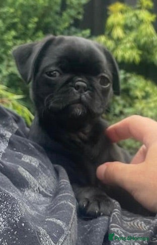 Pug dogs Beautiful Pug Girl, Unexpectedly Available £800 - Advert 2
