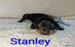 Miniature Dachshund dogs for sale: Miniature Smooth Dachshund Puppies - Image 7