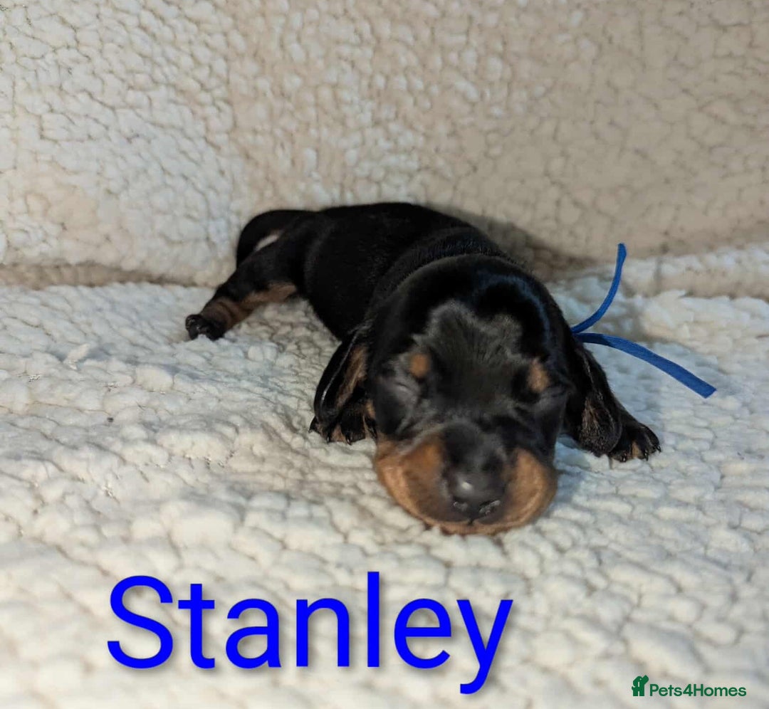Miniature Dachshund dogs for sale: Miniature Smooth Dachshund Puppies - Image 7