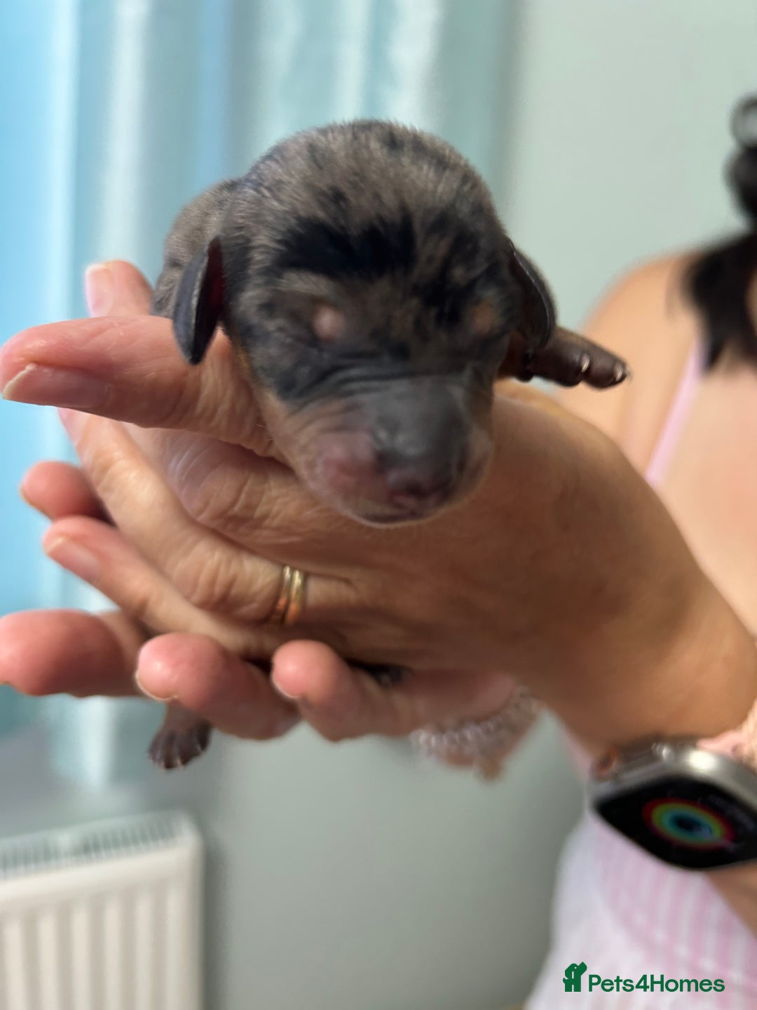Miniature Dachshund dogs for sale: Six beautiful miniature Dachshunds - Image 5