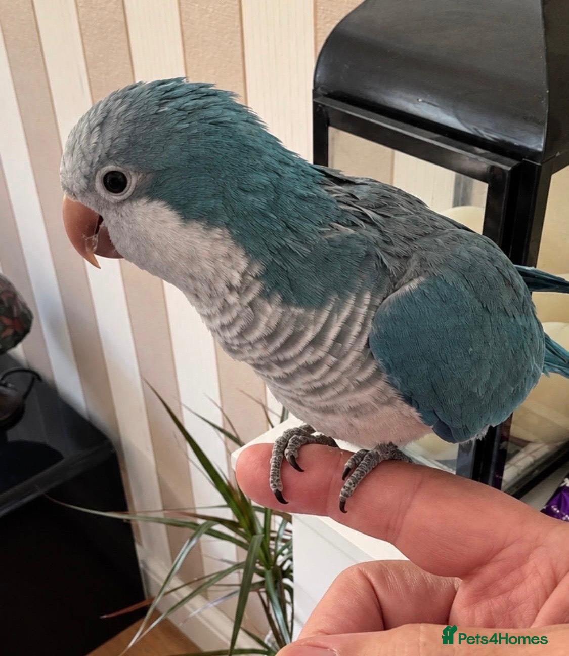Parrots birds Quaker parrot blue  - Advert 1