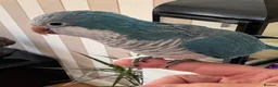 Parrots birds for sale: Quaker parrot blue  - Advert 1