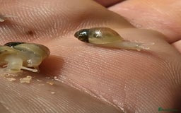 Snails invertebrates for sale: Ggghhg - Image 13