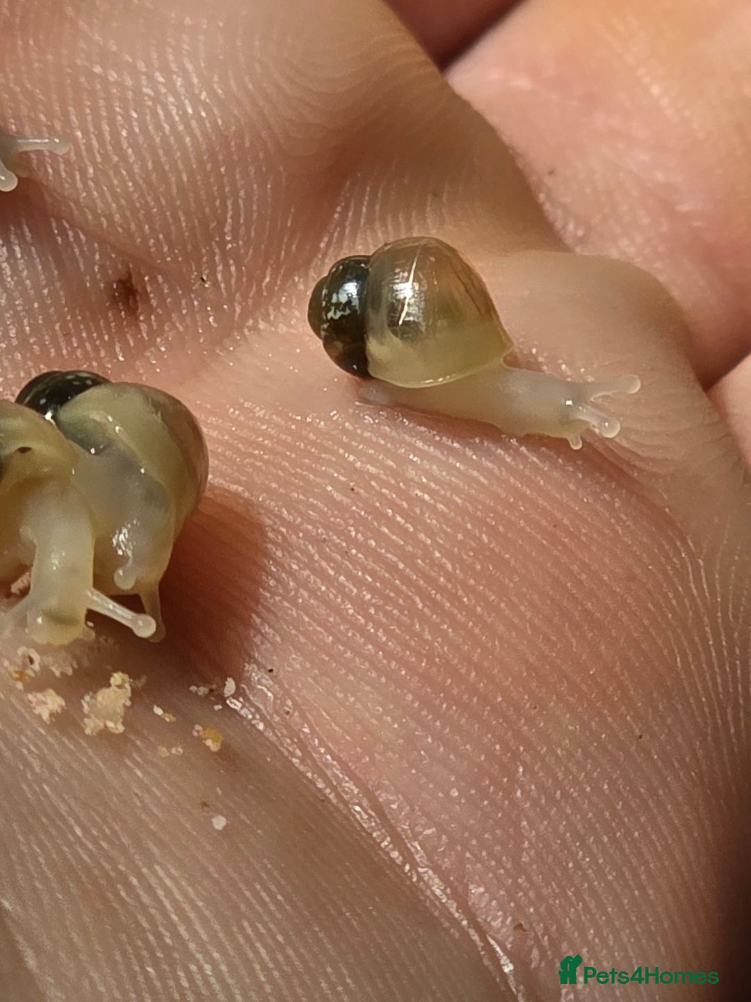 Snails invertebrates for sale: Ggghhg - Image 13