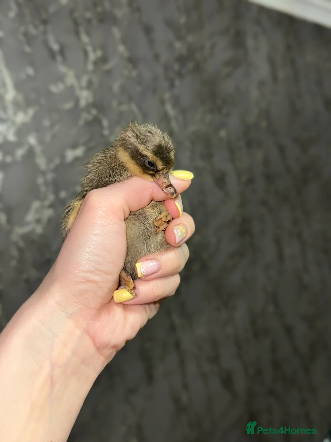 Ducks poultry for sale: Indian Runner Ducklings - rolling advert  - Advert 5