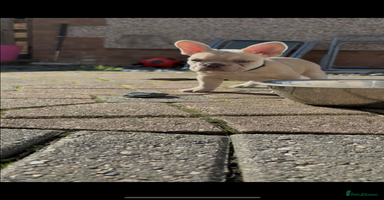 French Bulldog dogs - Advert 14