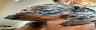 Miniature Dachshund 3