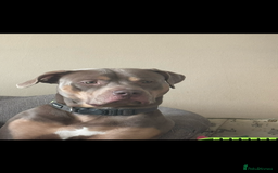 American Bully dogs for sale: Need too rehome - Image 3