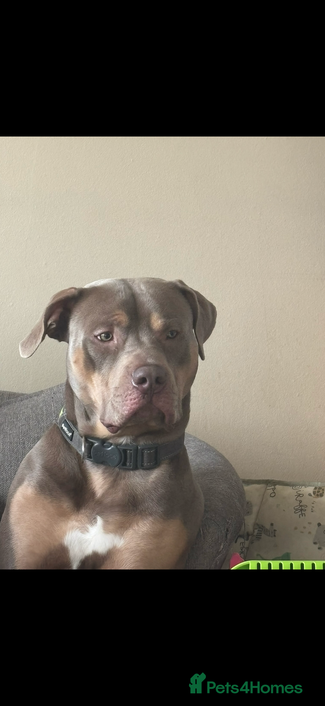 American Bully dogs for sale: Need too rehome - Image 3