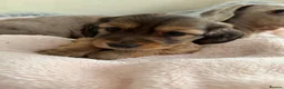 Miniature Dachshund dogs for sale: 5 beautiful miniature dachshund  - Advert 12
