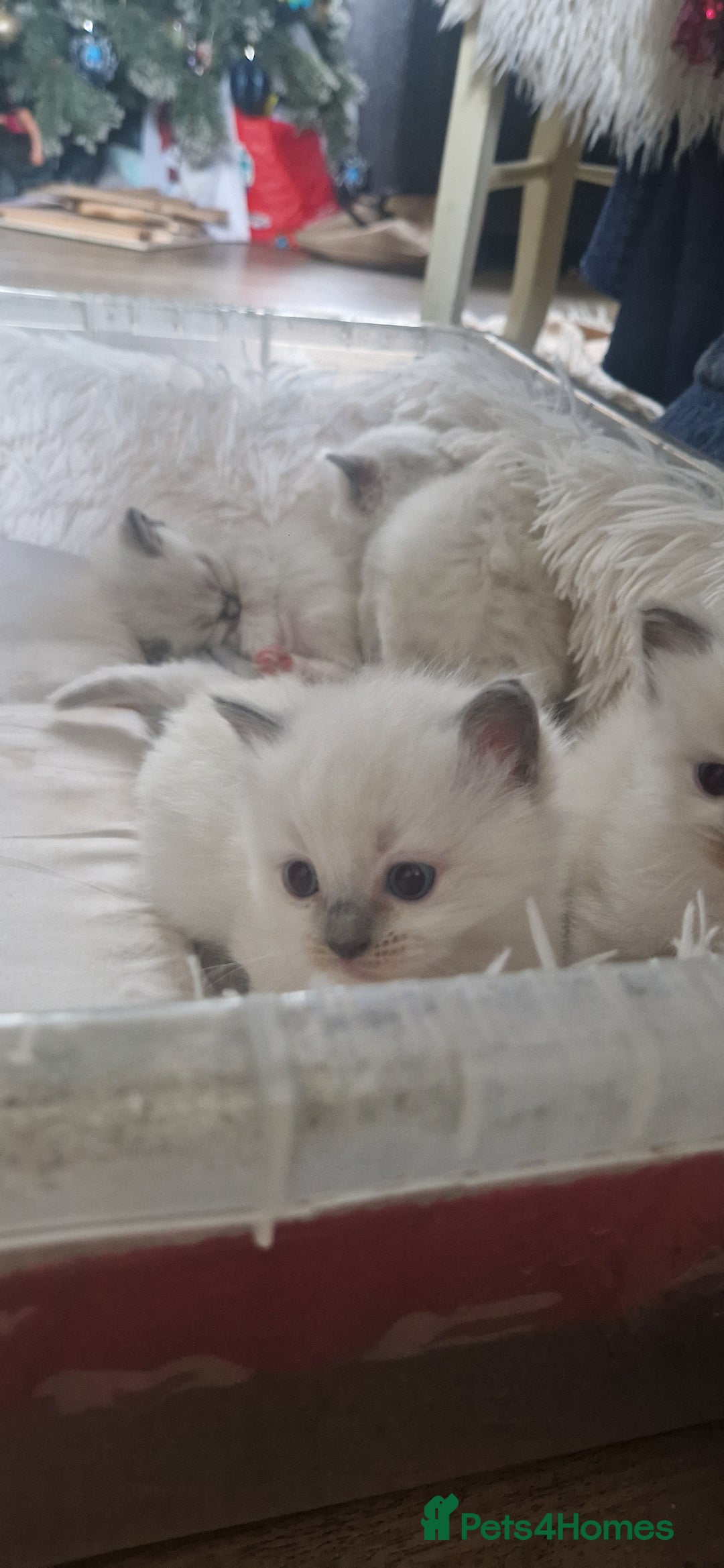 Ragdoll cats for sale: Pure Bred Ragdolls - Advert 9