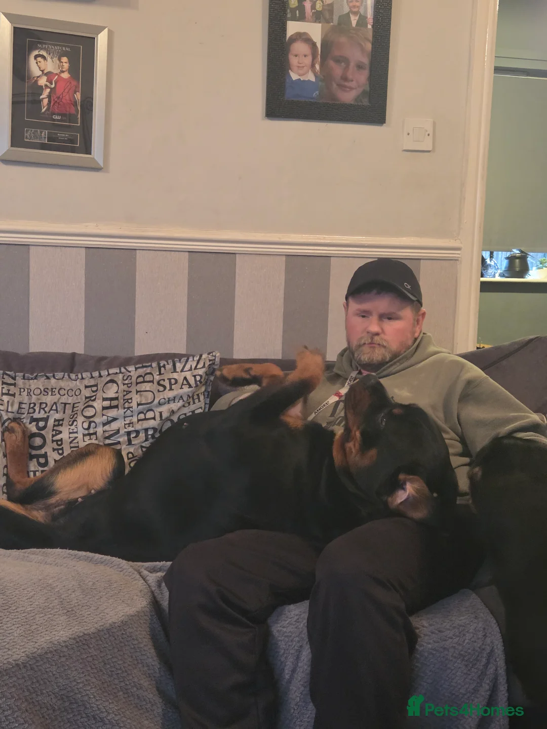 Rottweiler dogs for sale: Stunning ruby  - Advert 6