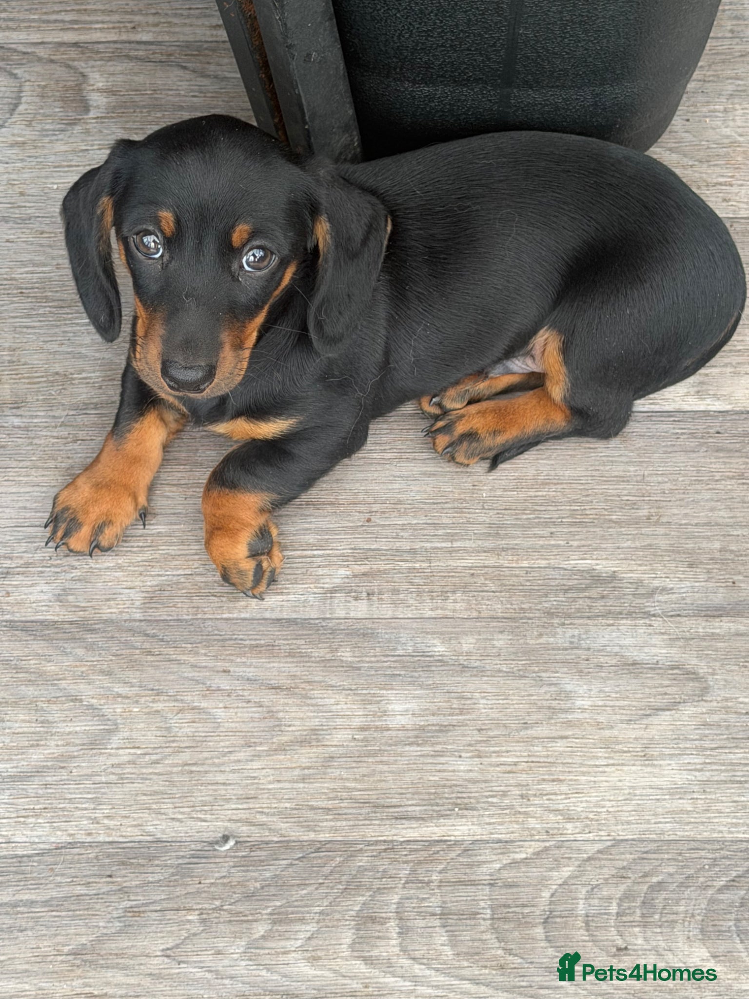 Miniature Dachshund dogs Dachshund miniature smooth hair pups - Advert 1