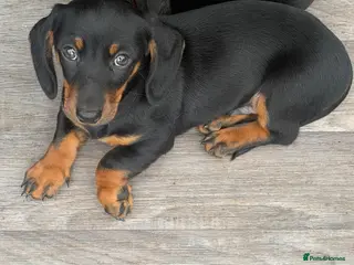 Miniature Dachshund dogs Dachshund miniature smooth hair pups - Advert 6