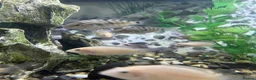 Cichlids fish for sale: Polar parrots - Advert 4