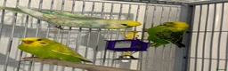 Budgerigars birds for sale: Budgies looking for a loving home  - Advert 9