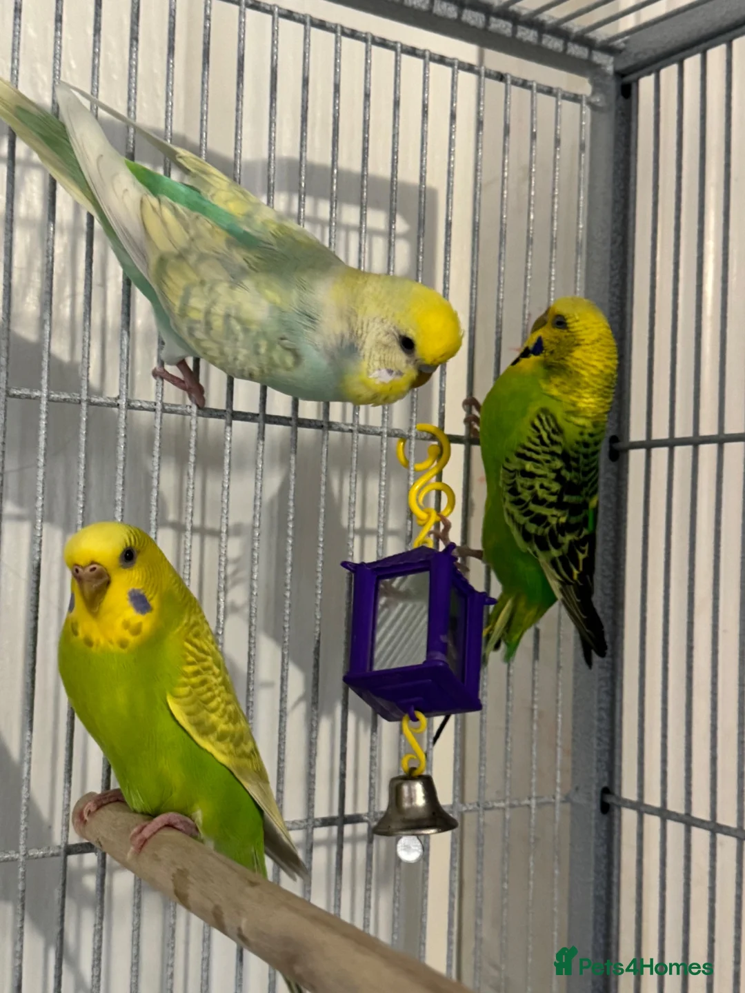 Budgerigars birds for sale: Budgies looking for a loving home  - Advert 9