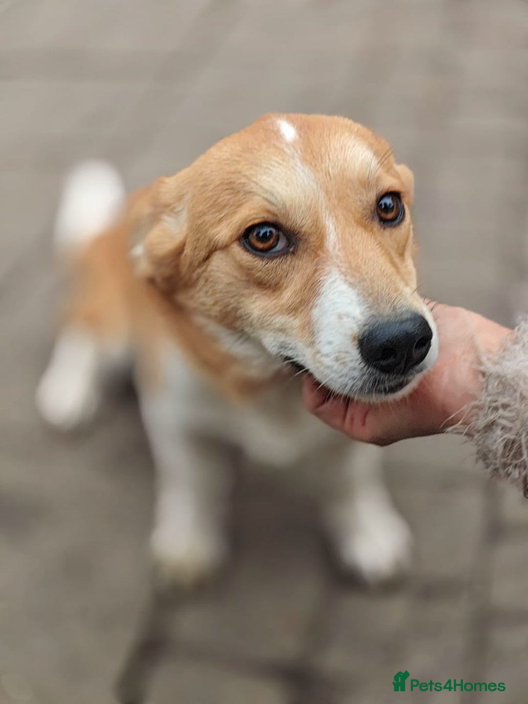 Mixed Breed dogs for adoption: ❤️MEYA&KALLIE❤️-2 SMALL SISTERS SEEK A KIND HOME - Advert 4