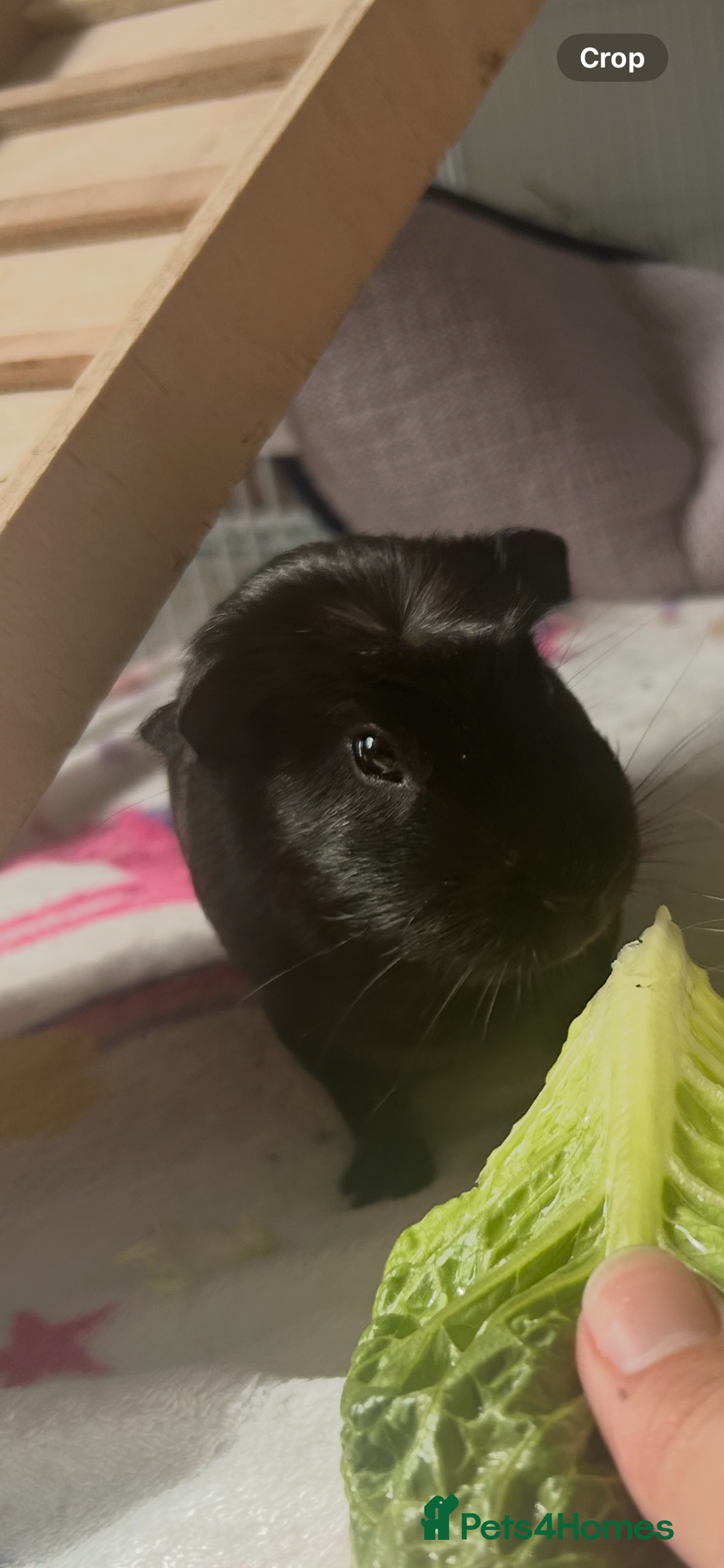 Guinea Pig rodents for sale: 2 guinea pigs  - Advert 1