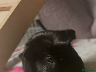 Guinea Pig rodents 2 guinea pigs - Advert 1