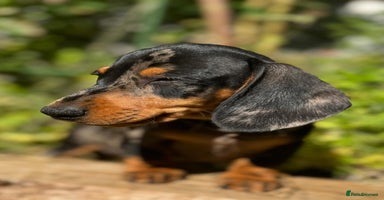 Miniature Dachshund dogs - Advert 11
